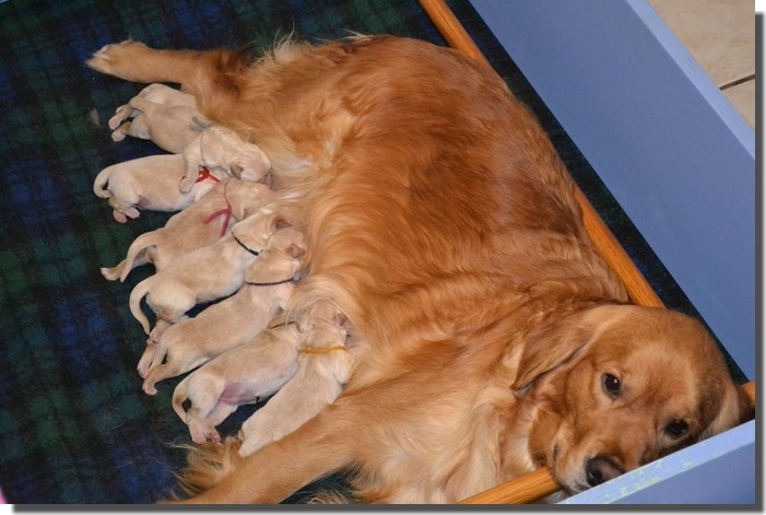 goldlab - Golden Retriever - Portée née le 03/01/2012