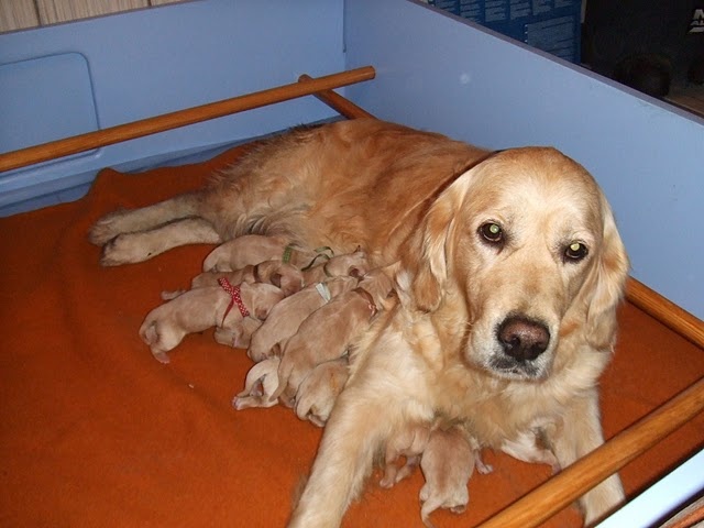 goldlab - Golden Retriever - Portée née le 21/10/2009