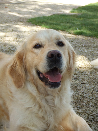 goldlab Apple